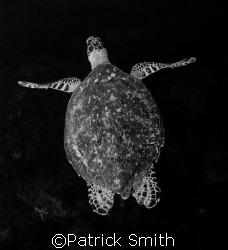 Hawkesbill turtle taken off Jupiter Florida . by Patrick Smith 